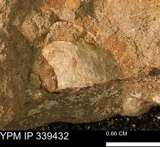 undet. Mollusca