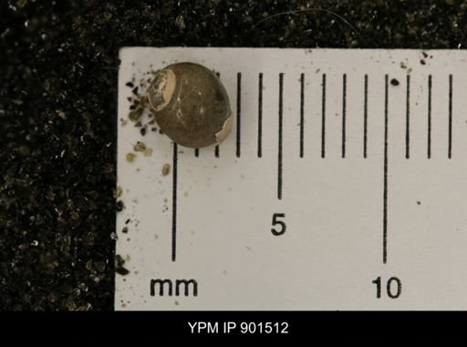 Euspira sp.