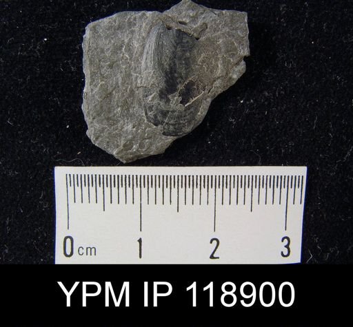 Lingula clintoni