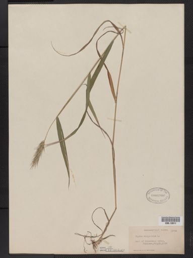 Elymus virginicus