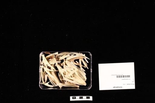 Actinopterygii