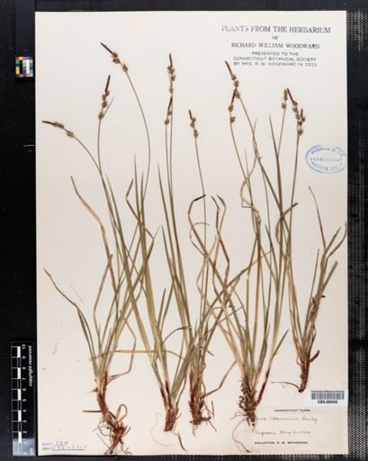 Carex communis