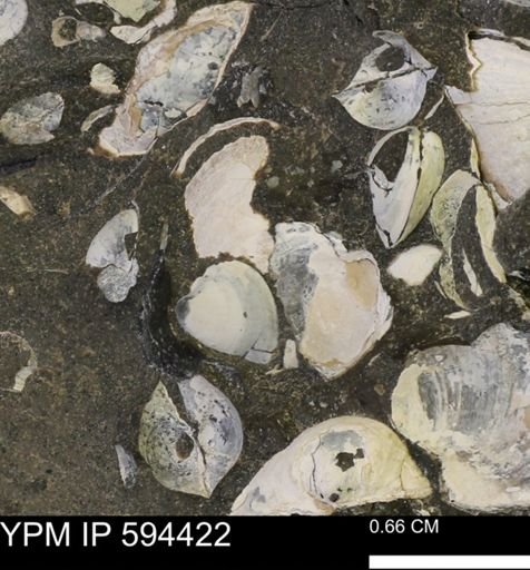 Protocardia sp.