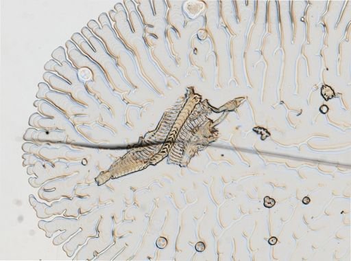 Eubranchus
