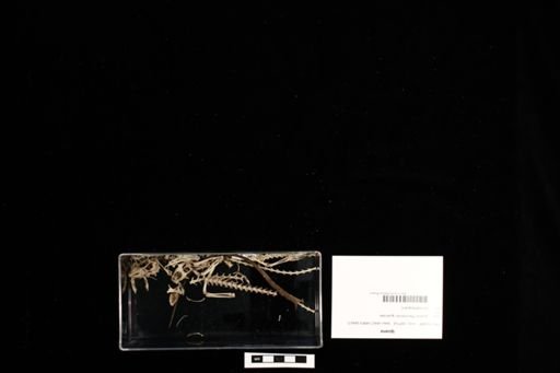 Iguana