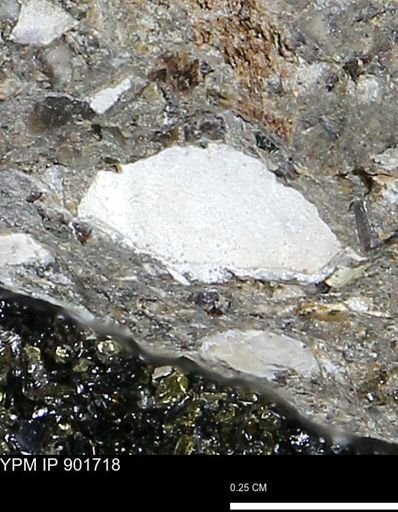 undet. Mollusca