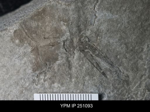 undet. Phyllocarida