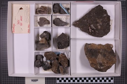 mixed taxa, stratigraphic collection