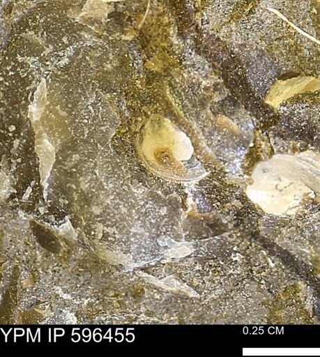 undet. Bivalvia