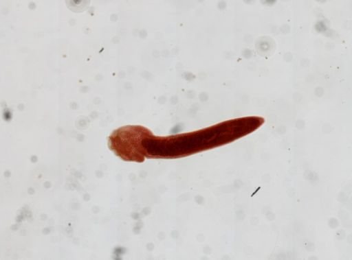 Glaridacris confusus