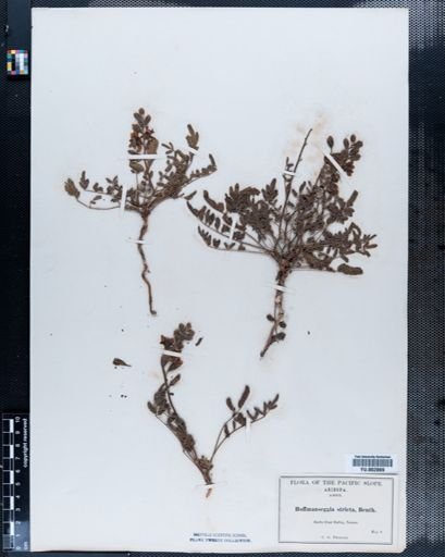 Plantae