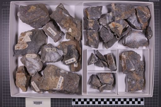 mixed taxa, stratigraphic collection