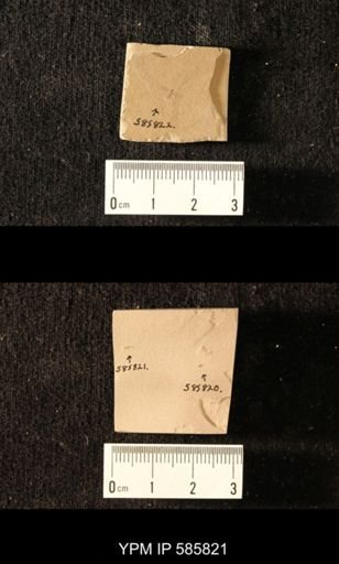 undet. Coleoptera