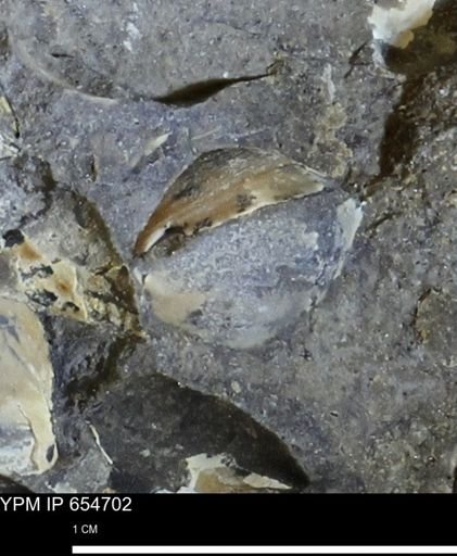 Bivalvia