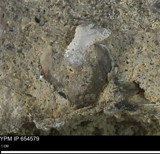 undet. Mollusca
