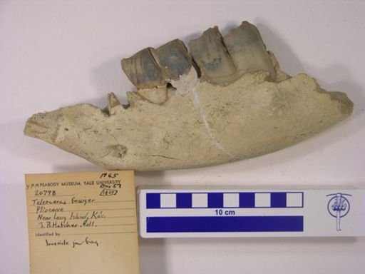 Teleoceras fossiger