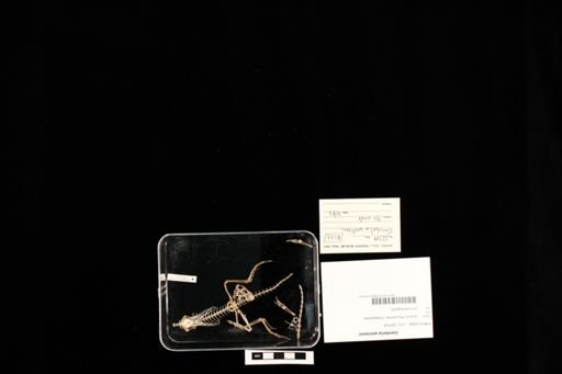 Gambelia wislizenii