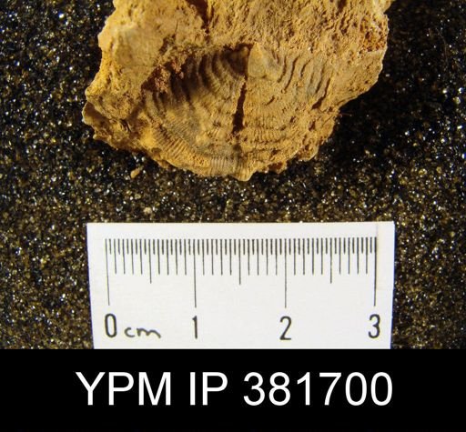 Leptaena rhomboidalis