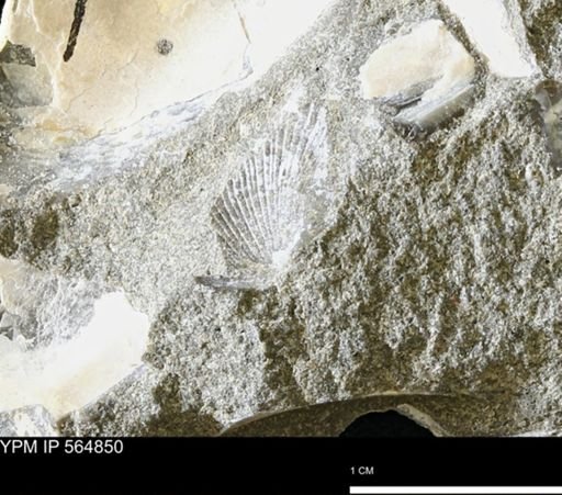 Oxytoma (Hypoxytoma) sp.