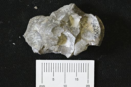 Oxytoma (Hypoxytoma)