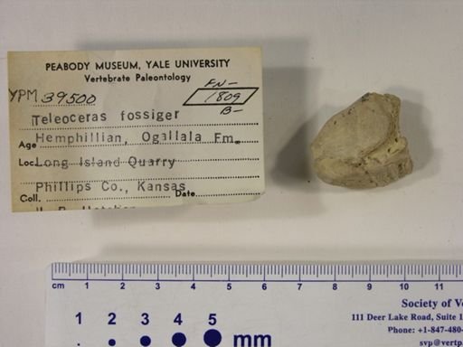 Teleoceras fossiger