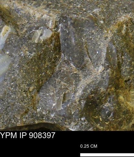 undet. Mollusca