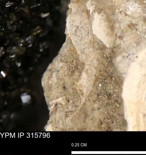 undet. Mollusca