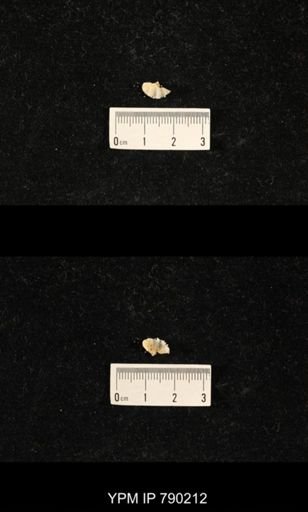 Derbyia sp.