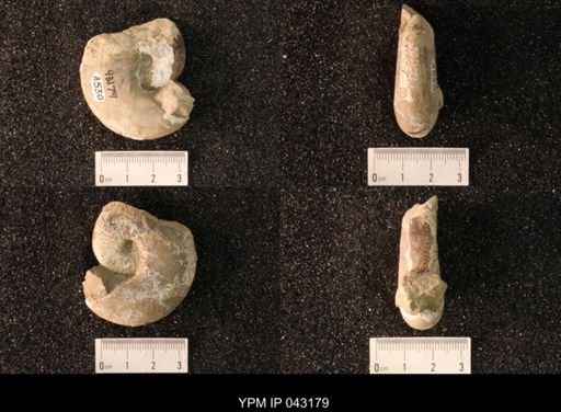 Hoploscaphites nicolletii