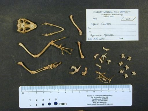 Agama planiceps