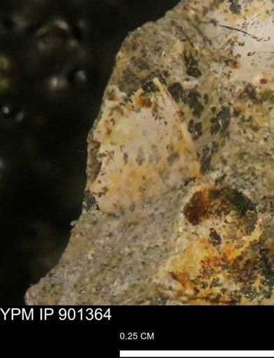 undet. Mollusca