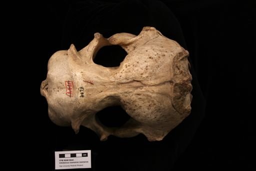 Odobenus rosmarus rosmarus