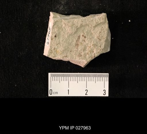 undet. Hexapoda