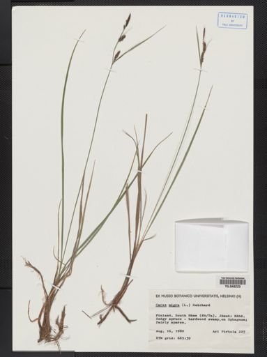 Carex nigra