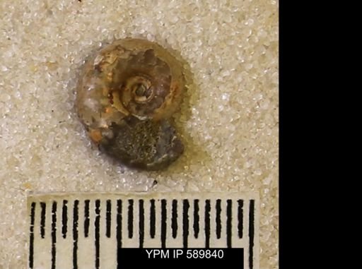 Hoploscaphites comprimus