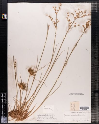 Juncus acuminatus