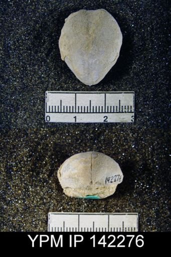 Spirigerella praelonga