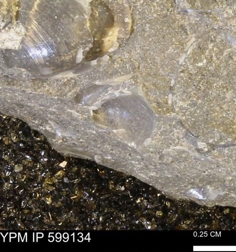 undet. Bryozoa