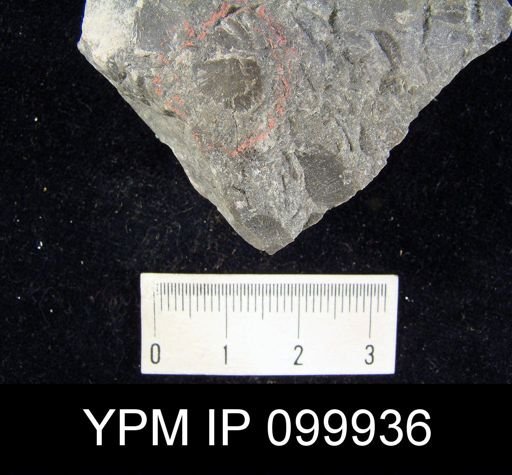 Brachyprion gilpeni