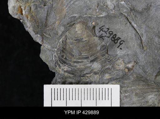 Athyris sp.