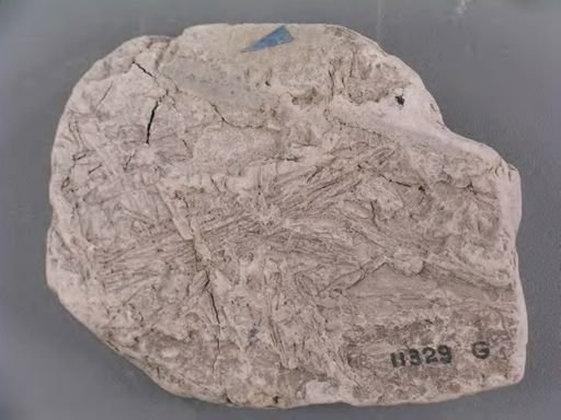 Czekanowskia capillaris