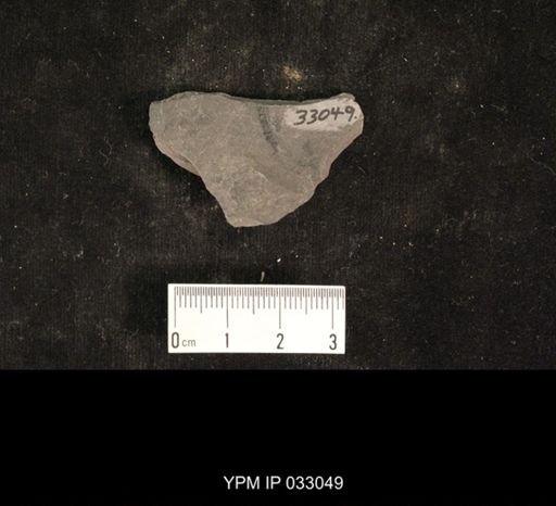 Mormolucoides articulatus
