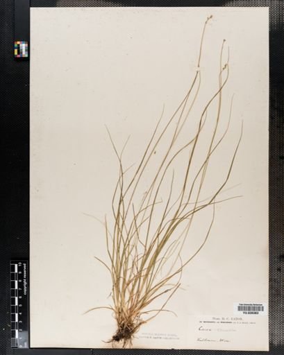 Carex disperma