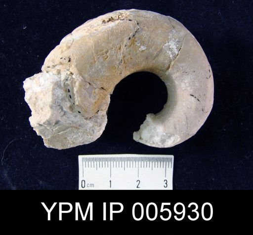 Gyroceras alatum