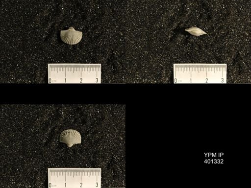 Plectorthis plicatella