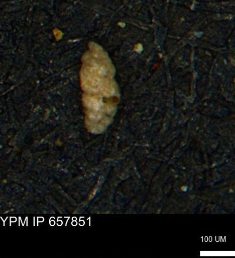 Verneuilinoides kansasensis