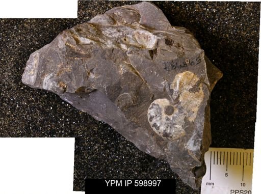 Hoploscaphites sp.