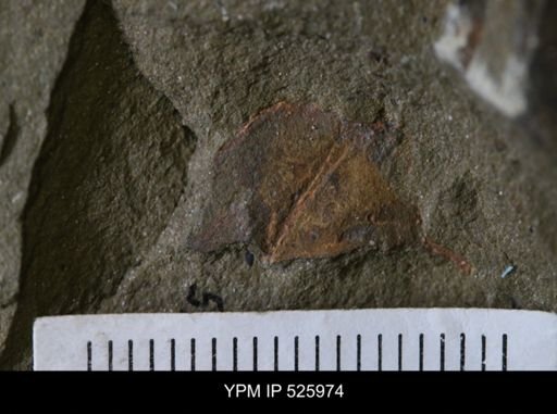 Cothurnocystis