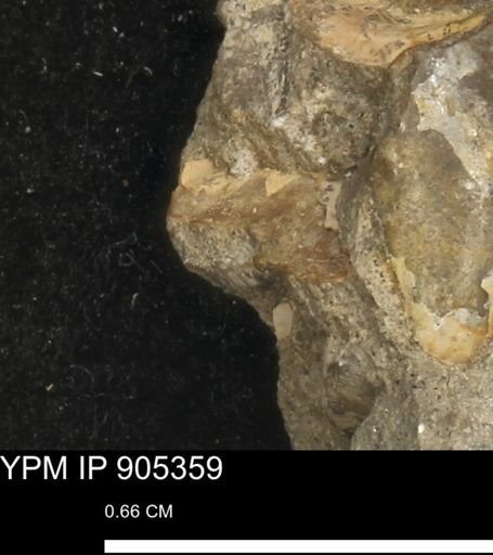 undet. Mollusca