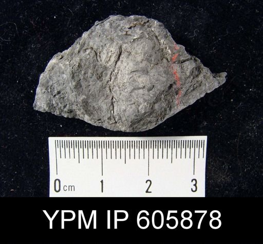 Pustula nebrascensis